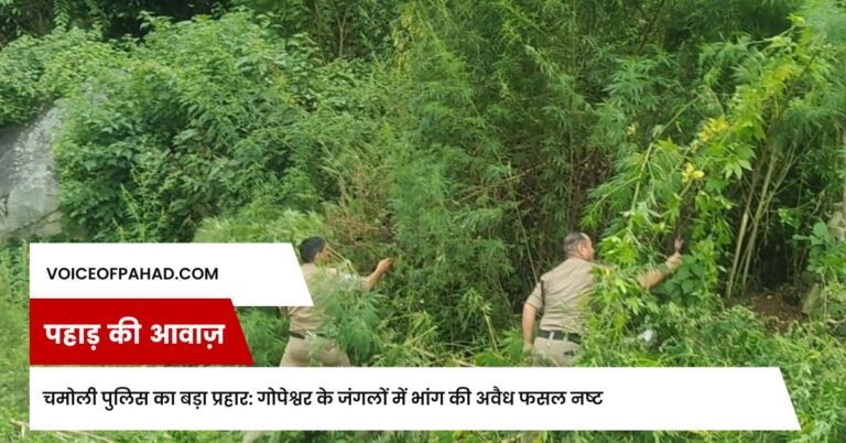 चमोली पुलिस का बड़ा प्रहार: गोपेश्वर के जंगलों में भांग की अवैध फसल नष्ट